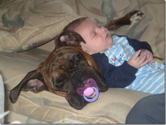 tired-cute-animals-16