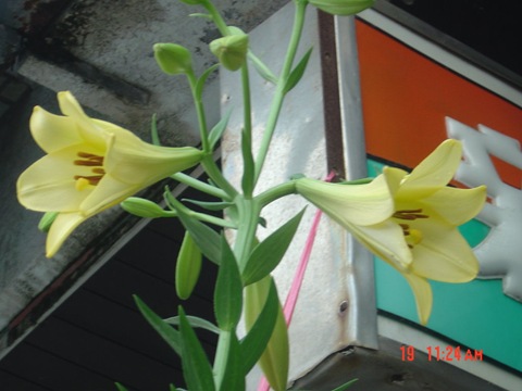 都市傳說百合花11 都市傳說百合花11