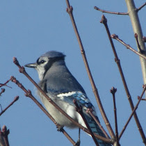 Wildlife in the Greater Toronto Area