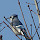 Wildlife in the Greater Toronto Area