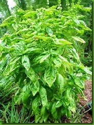 Lemenette Basil Lemenette Basil