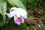 Jose's orchid reserve, Moyobamba, Peru