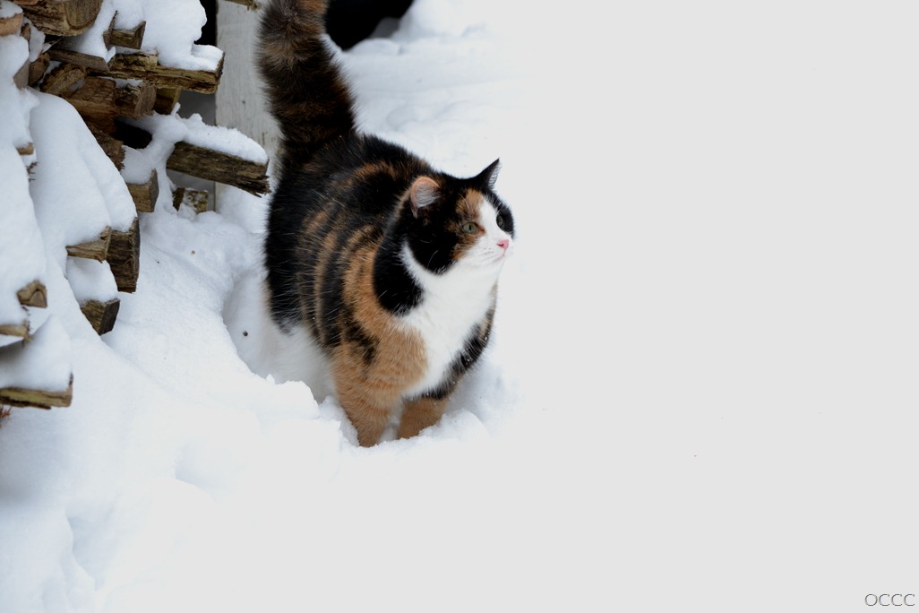 [DSC_6382%255B6%255D.jpg]