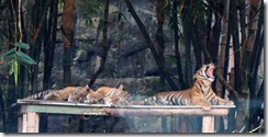 Tiger family, Taronga Zoo