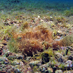 Hairy frogfish (Dauin, Negros)