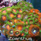 Zoanthus-mix.jpg