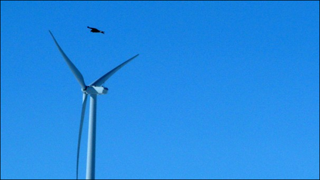 In this 18 April 2013 photo, a golden eagle is seen flying over a wind turbine on Duke energy&rsquo;s top of the world wind farm in Converse County Wyo. For the first time, the Obama administration is taking action against wind farms for killing eagles. In a settlement announced Friday, Nov. 22, Duke Energy will pay $1 million for killing 14 golden eagles over the past three years at two Wyoming wind farms. Photo: Dina Cappiello / Associated Press