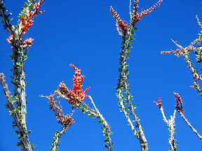 More Ocotillo