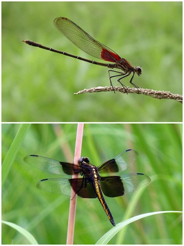 [Dragonflies%2520and%2520Damselflies%255B4%255D.jpg]