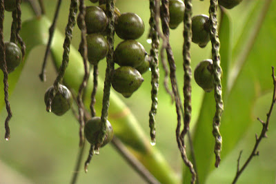 Palm Seeds
