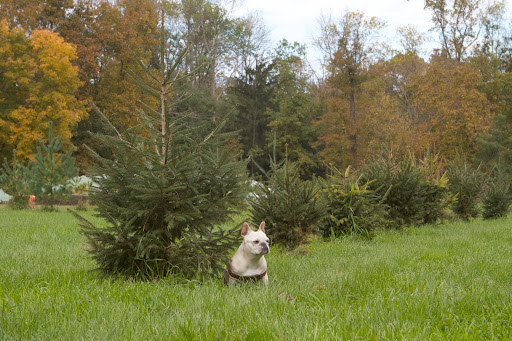 Sharkey, the Caanan fir is another great choice for holiday decor, as it has soft, short needles and strong branches.
