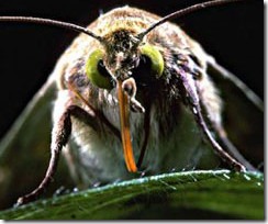 Az Alvin és a mókusok 3 rendezője tücskös-bogaras filmet rendez Az Alvin és a mókusok 3 rendezője tücskös-bogaras filmet rendez