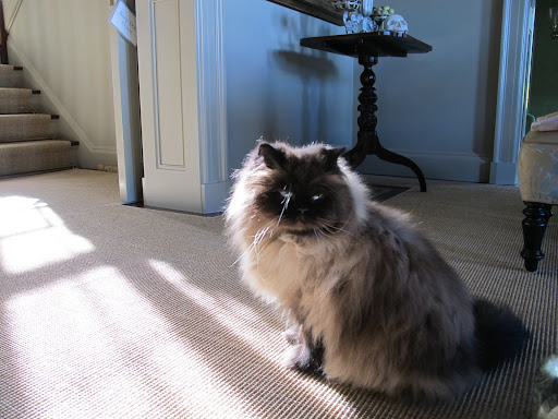 Bartok, where is Princess Peony?  You know how she loves this kind of thing.