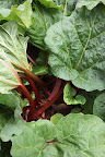 Martha uses rhubarb to make a wonderful upside-down cake!  But watch out for the leaves - they are actually very toxic!