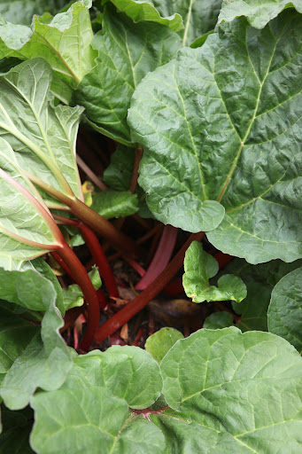 Martha uses rhubarb to make a wonderful upside-down cake!  But watch out for the leaves - they are actually very toxic!