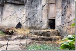 Gorillas, Taronga Zoo