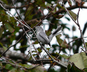 Fantastic Blue-Gray Gnatcatcher - there were two of them