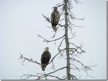 Female & Young Bald Eagle