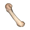Metacarpal_5th_Left.jpg