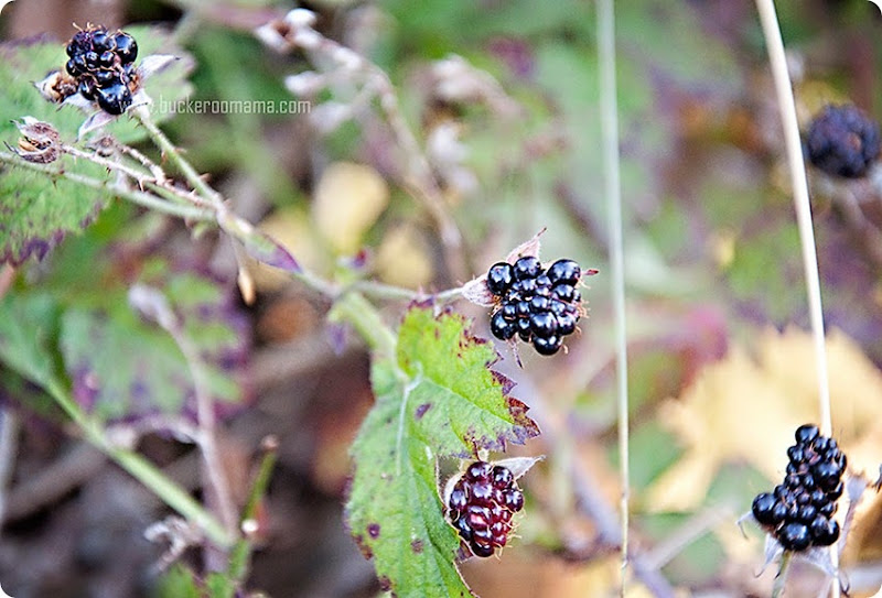 Wild-berries-(1) Wild-berries-(1)