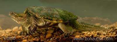 [Common-Snapping-Turtle-Chelydra-serpentina%255B3%255D.jpg]