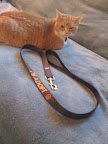 My Max was curious about the ADOPT 'bling' ....