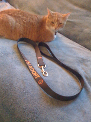 My Max was curious about the ADOPT 'bling' ....