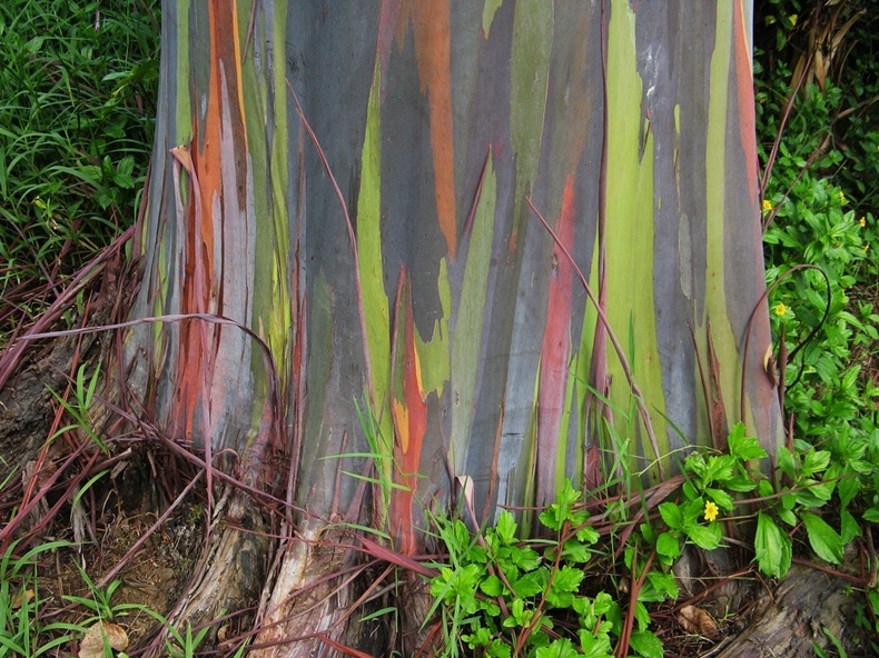 شجرة قوس قزح أكثر الاشجار الوانا (بالصور )*** Rainbow-eucalyptus-4%25255B2%25255D