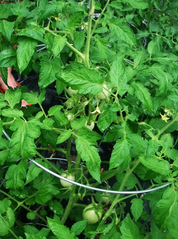[Garden5%255B3%255D.jpg]