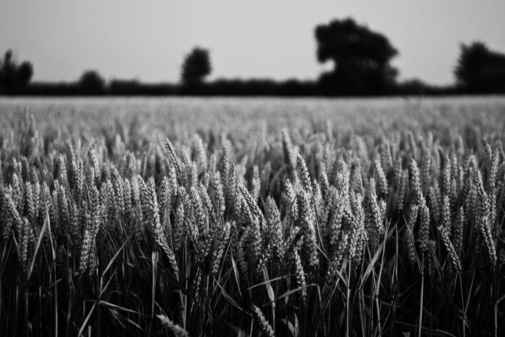 [The-Wheat-Field%255B4%255D.jpg]