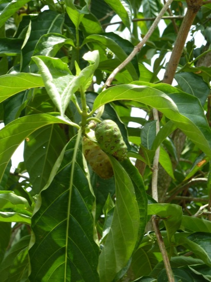 P1050147.jpg Mengkudu or Noni - Morinda citrifolia