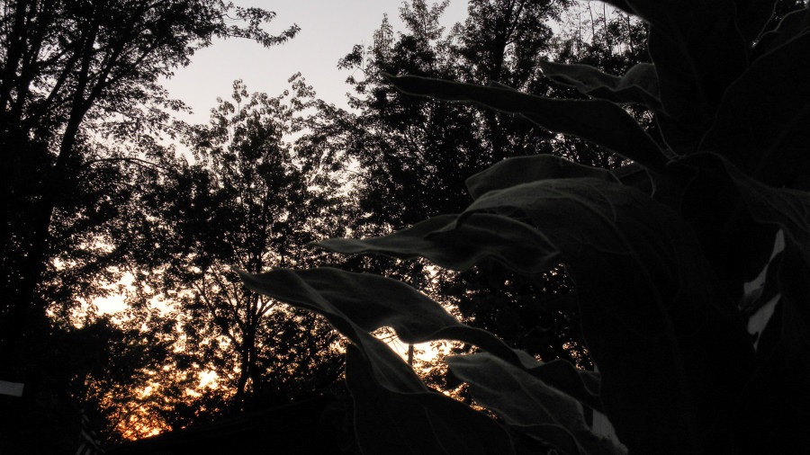 [Backyard%2520Sunset%2520%25281%2529sm%255B2%255D.jpg]