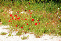 DSC_3937.JPG Photo