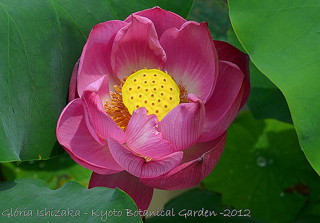 Glória Ishizaka - Flor de Lótus - Kyoto Botanical Garden 2012