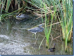 6474 Texas, South Padre Island - Birding and Nature Center - American Alligator & Pied-billed Grebe & Tricolored Heron at blind #5