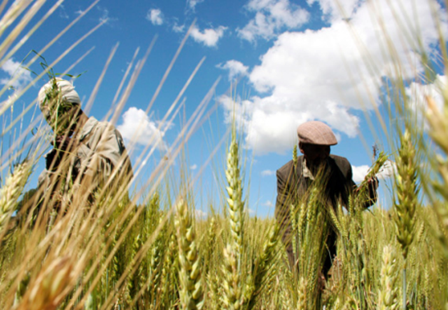 Ethiopian farmers Mandefro Tesfaye (L) and Tayto Mesfin collect wheat in their field in Abay, north of Ethiopia's capital Addis Ababa, in this 2009 file photo. Barry Malone / REUTERS