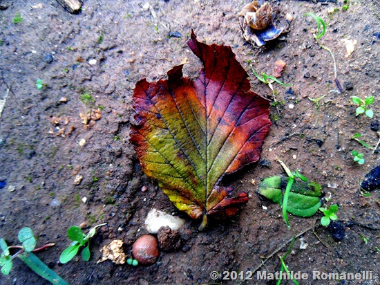 Macro Photo Macro Photo