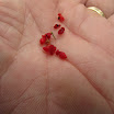 IMG_8789.JPG