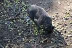 And look at all of these nuts on the ground, Sharkey!  It looks like a bumper crop this year, providing lots of winter sustenance for our woodland friends!
