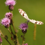Marbled White - managed to catch this one just taking off from this thistle. It's 'tongue' is still retracting.