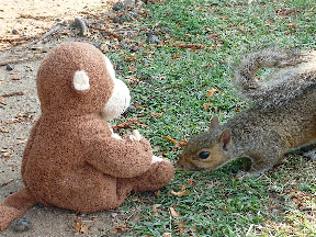 CM feeds squirrel