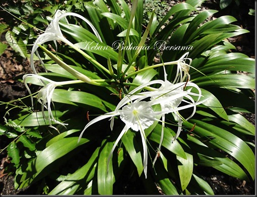 White Spider Lily