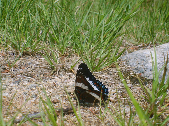 Spotting Image 1