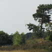 Zweefvliegen 050.JPG