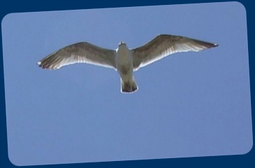 DSCF7931