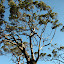 Eucalyptus tree