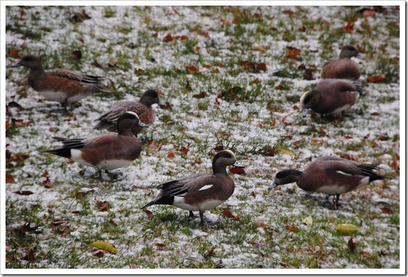 American Wigeon