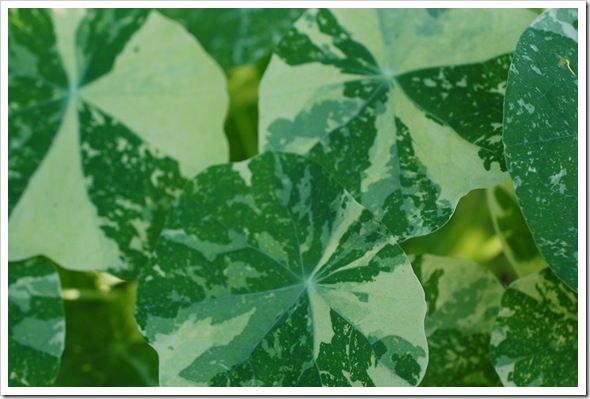 Nasturtium Leaves