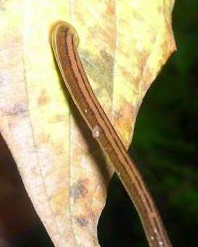 Green Chapter Adventure Pacet Vs Lintah Duo Karib Hutan Tropis