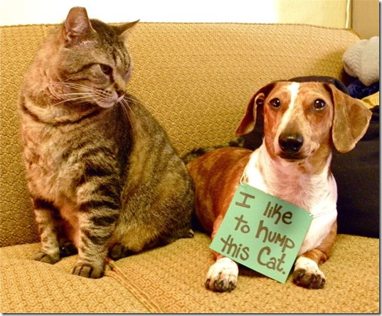 dog-shaming-bad-12